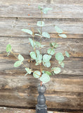 Crisp Air Eucalyptus Pick With Frost Effect, 14", Green With Glitter