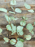 Crisp Air Eucalyptus Pick With Frost Effect, 14", Green With Glitter