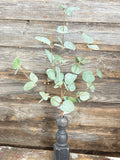 Crisp Air Eucalyptus Pick With Frost Effect, 14", Green With Glitter