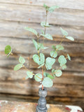 Crisp Air Eucalyptus Pick With Frost Effect, 14", Green With Glitter