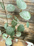 Crisp Air Eucalyptus Pick With Frost Effect, 14", Green With Glitter