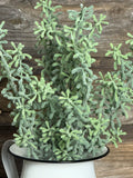 Succulent Bush, 15", Green