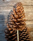Slash Pine Cone Bunch
