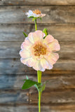 Double Scabiosa Spray, 22", Pink