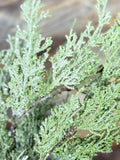 Cedar Spray, 33", Green