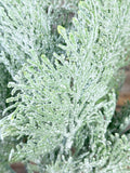 FROSTED CYPRESS BUSH X 7, 18", Green