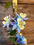 Columbine Spray, 31", Blue
