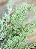 Cedar Spray, 33", Green