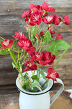 Buttercup Spray, 28", 1" bloom, Burgundy