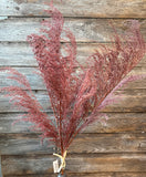 PHOENIX TAIL FERN, 28", Burgundy