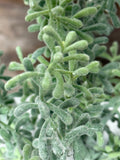 Succulent Bush, 15", Green