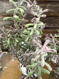 Succulent Bush, 15", Purple