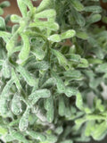 Succulent Bush, 15", Green