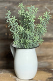 Succulent Bush, 15", Green