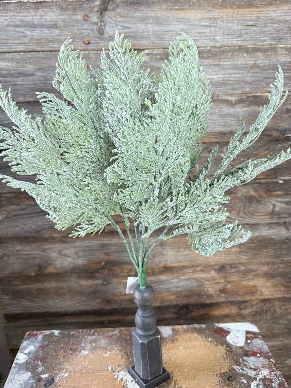 FROSTED CYPRESS BUSH X 7, 18