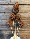 Slash Pine Cone Bunch