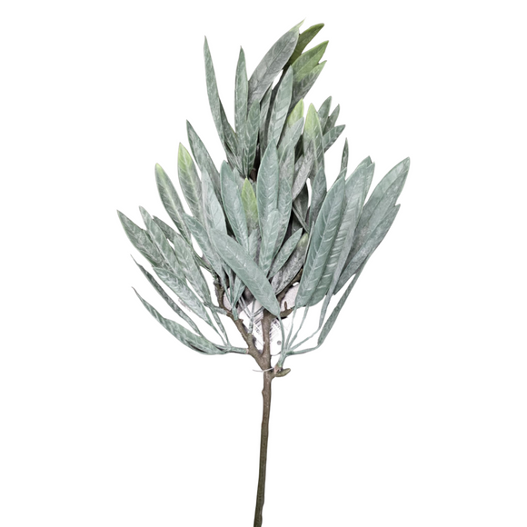 Eucalyptus Spray