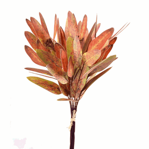 Eucalyptus Bundle 147527