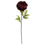 Burgundy Abundance Peony