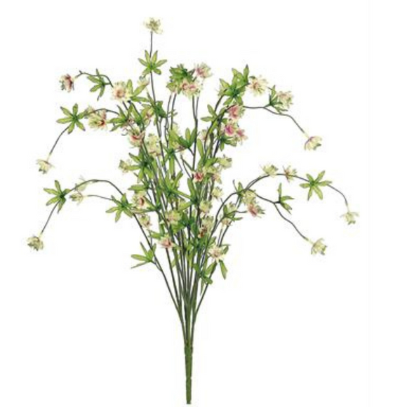 Cream Cerise Aramerus Bush