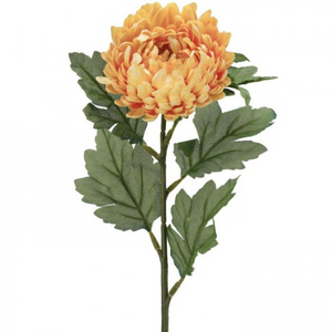 Yellow Beauty Aster Stem