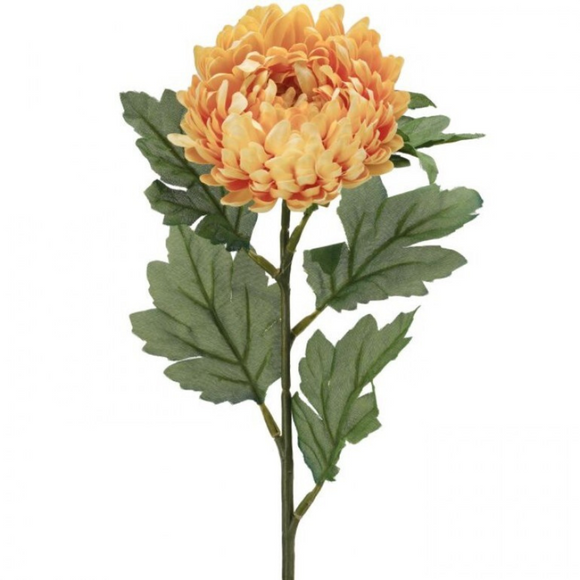 Yellow Beauty Aster Stem