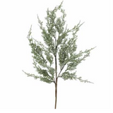 Green Cedar Spray