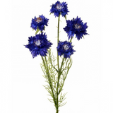 Dark Blue Cornflower Stem