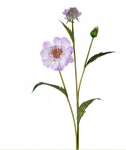 Lavender Double Scabiosa Spray