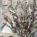 Eucalyptus bush with red berries