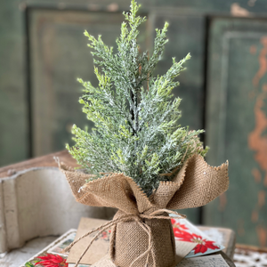 Small fir tree with burlap base