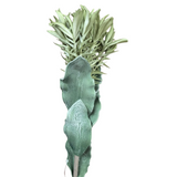 Foam Budding Allium Stem, 35", Green And Cream