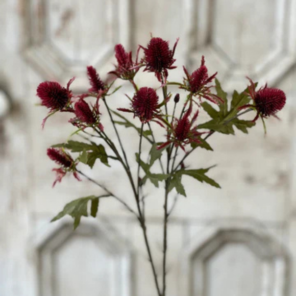  Sangria Gomphrena Spray 