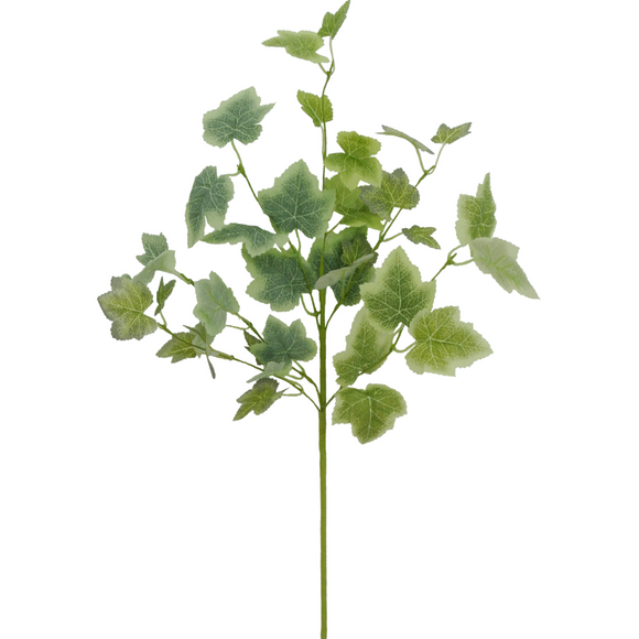 Green Grape Ivy Pick