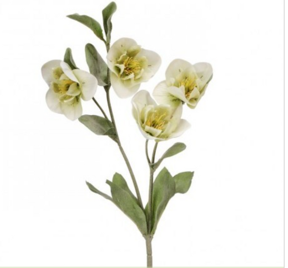 Green Cream Hellebores Spray