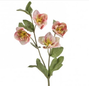 Mauve Green Hellebores Spray