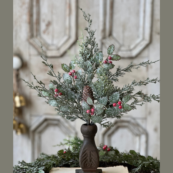  Snow Green Red Brown Holly Hill Cedar Bush 
