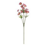 Cerise Pink Lewisias Spay