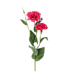 Magenta lisianthus stem