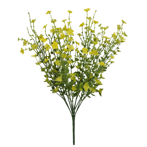 Yellow Mixed Forget Me Not Bush