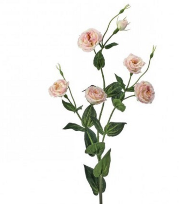 Blush Multi Flowered Lisianthus Spray