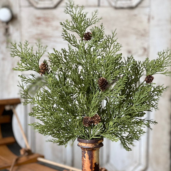 Hemlock bush with pine cones