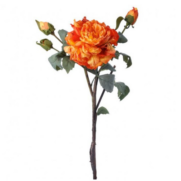 Orange dried peony on stem with bud
