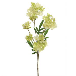 Spray of cream colored phlox
