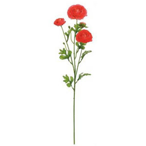 Coral Ranunculus Stem