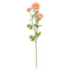 Peach Ranunculus Stem