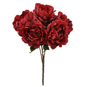 Red Satin Peony Bush x 5