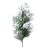 Snowy cedar spray