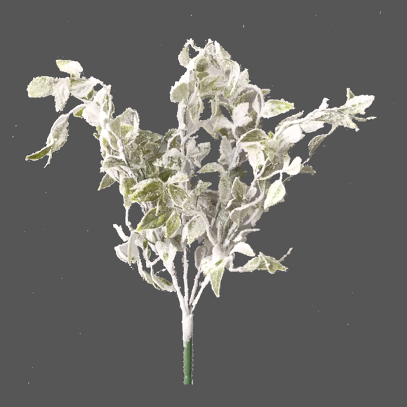 Snow Snowy Laurel Bush