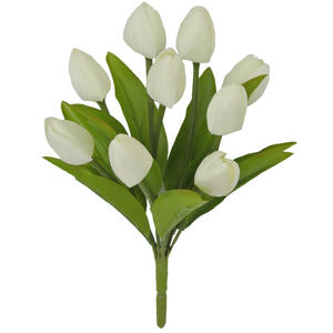 Cream Tulip Bush